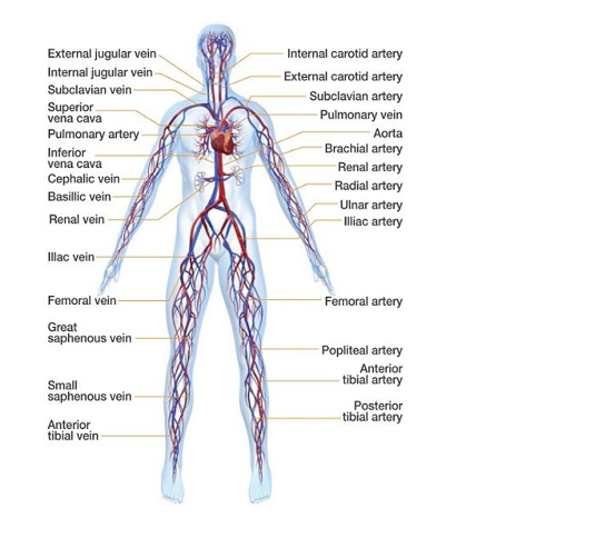 Blood vessel supply