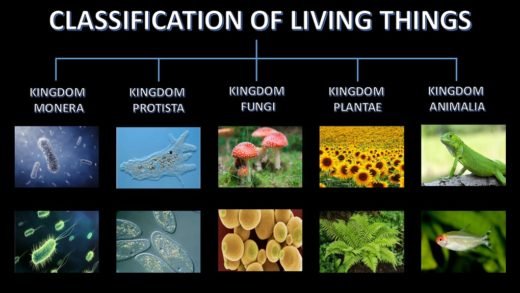 classification of living things essay
