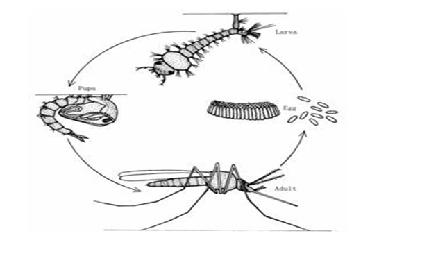 Cockroach classnotes