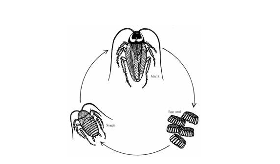 Cockroach undergoes incomplete metamorphosis ClassNotes