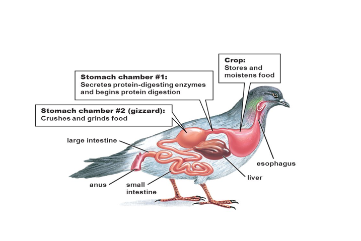 Digestion in bird