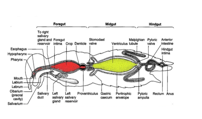 Digestive system in insects