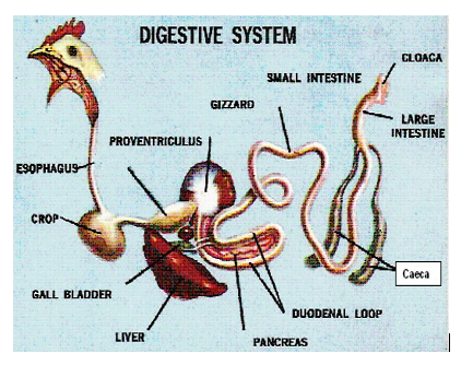 Digestion in poultry birds
