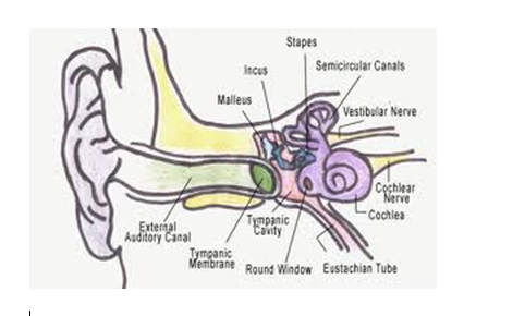 Ear structure