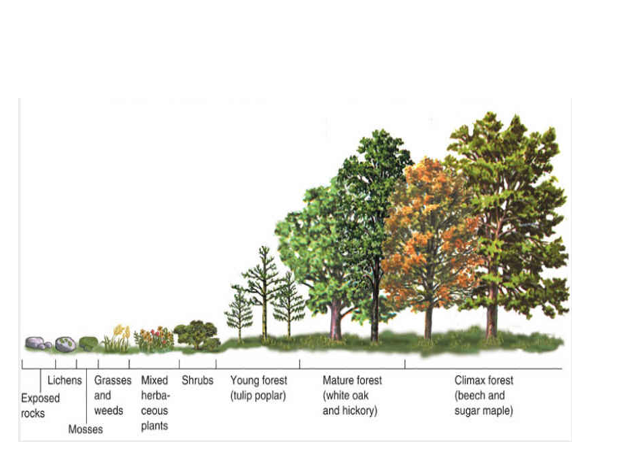 Ecological succession
