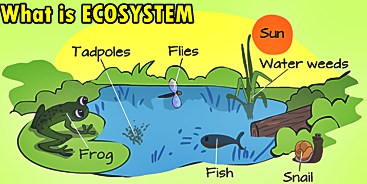 Ecosystem ClassNotes ng