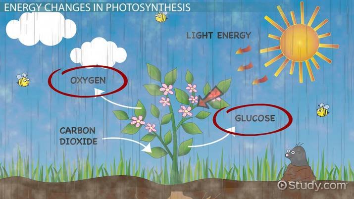 Energy Transformation In Nature ClassNotes ng