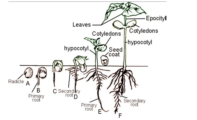 Epigeal germination ClassNotes