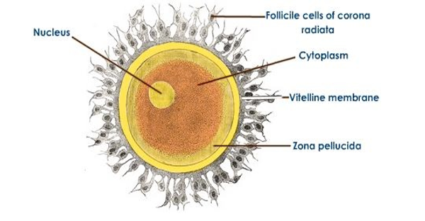 Female Gamete