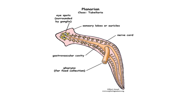 Flatworm digestive system