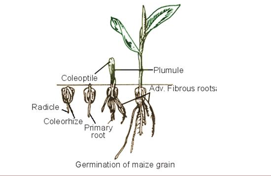 Germination plant