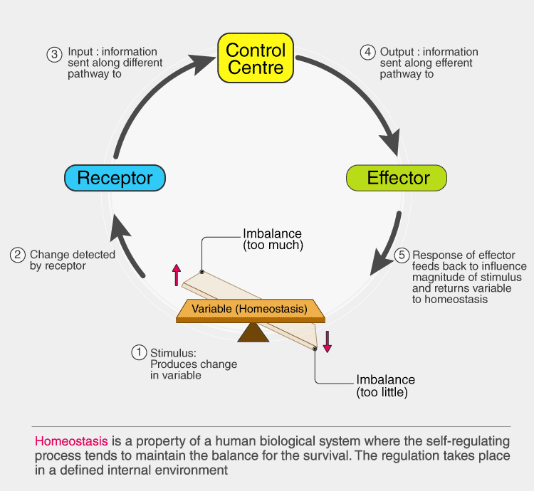 Homeostasis regulation of internal environment biology classnotesng