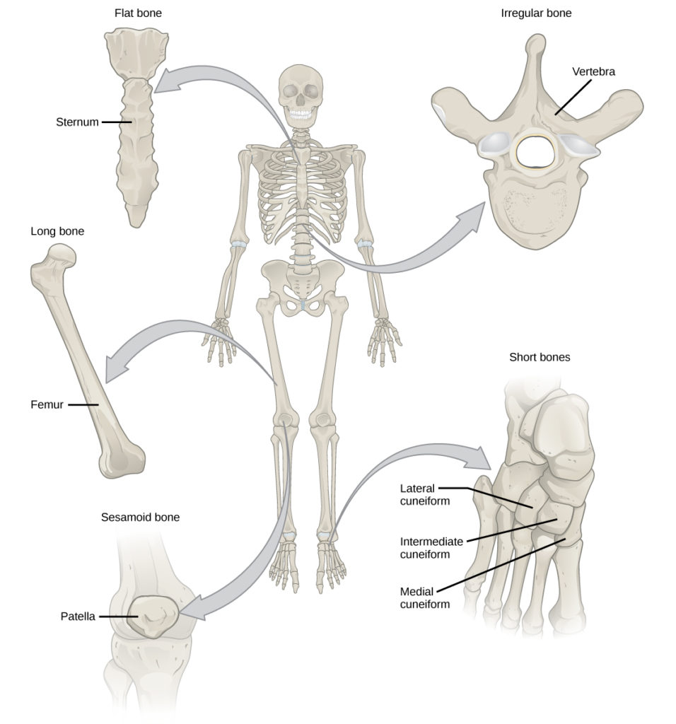 Human Bone system tissue system biology classnotesng