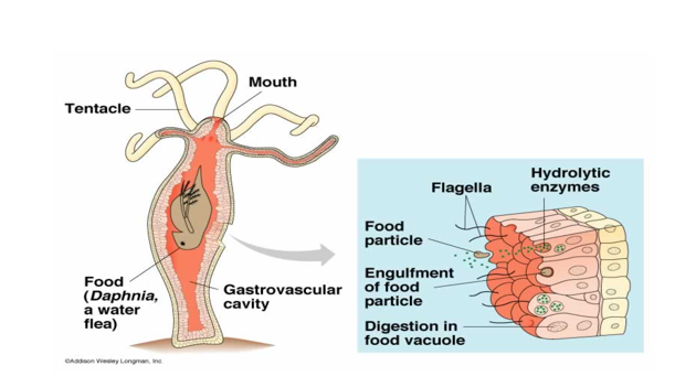 Hydra feeding digestive system