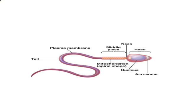 Male Gamete spermatozoa