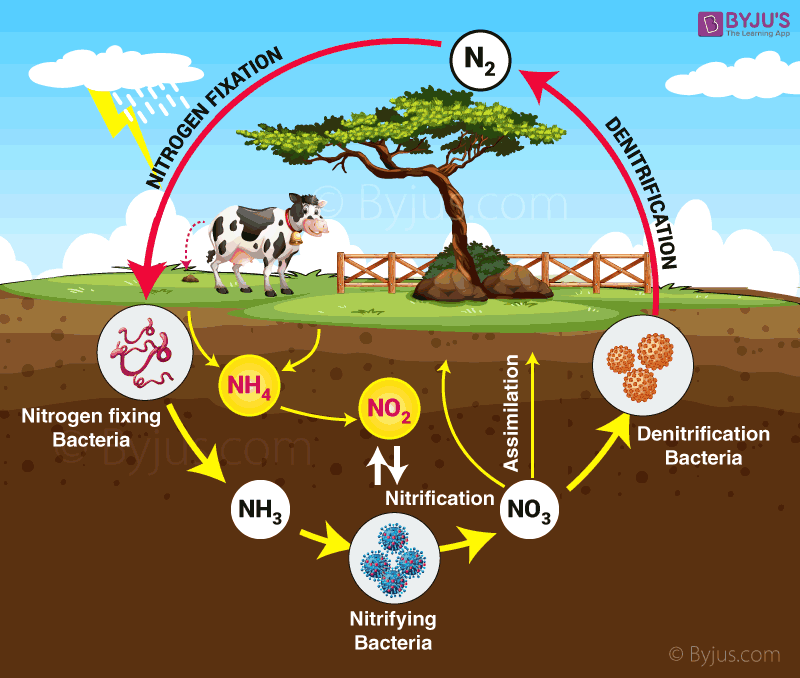 Nitrogen cycle classnotes.ng