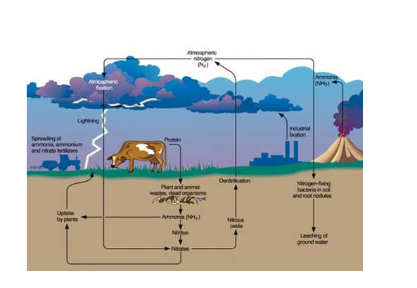 Nitrogen cycle