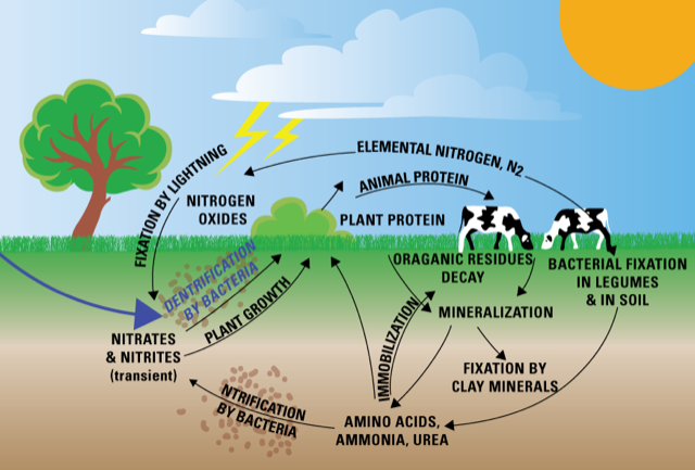 Nutrient Cycle in Nature - ClassNotes.ng