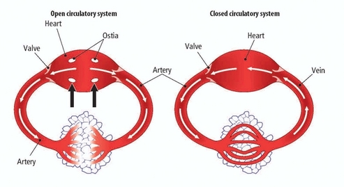 Open+vs.+Closed+Circulatory+Systems biology classnotesng