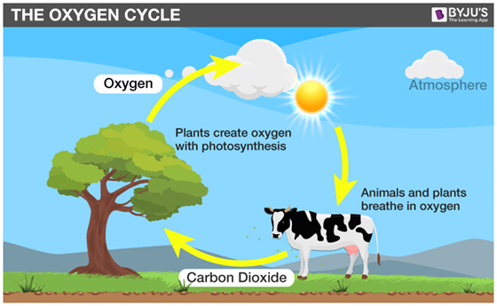 Oxygen cycle classnotes.ng