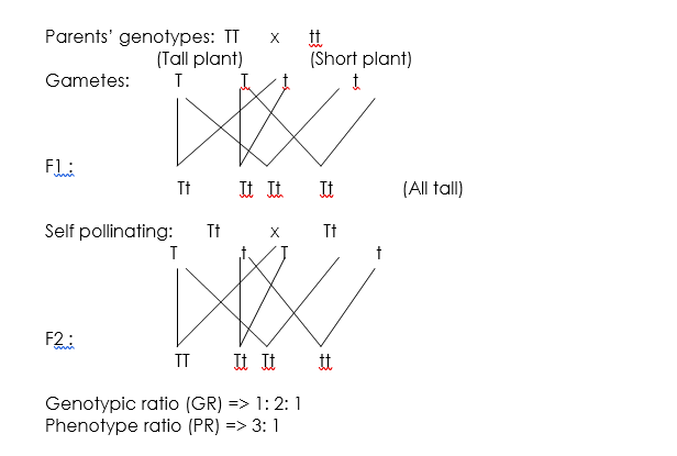 Parents’ genotypes ClassNotes