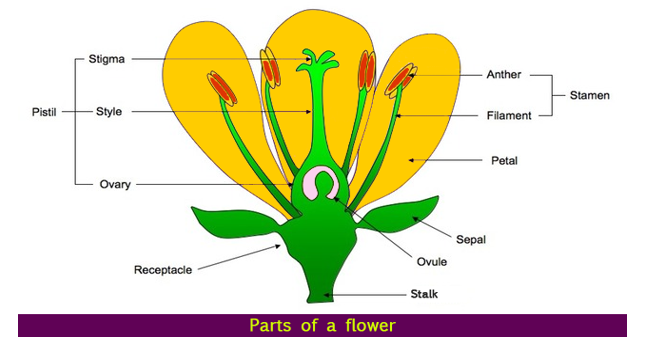 parts of flower