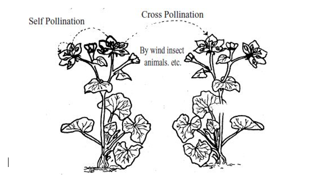 Pollinaation in flowers