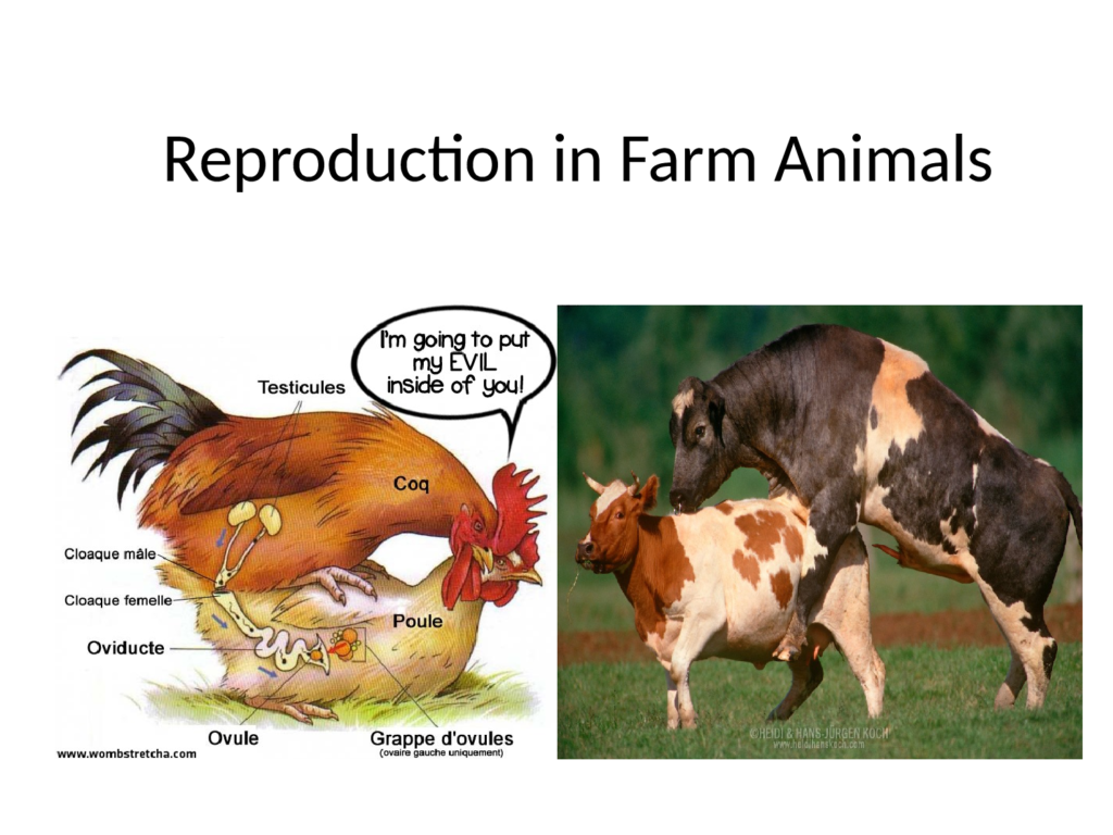 Reproduction in Farm Animals 