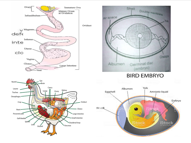 REPRODCTIVE SYSTEM OF POULTRY BIRDS