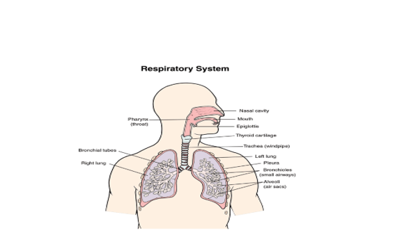 Respiratory System - ClassNotes.ng