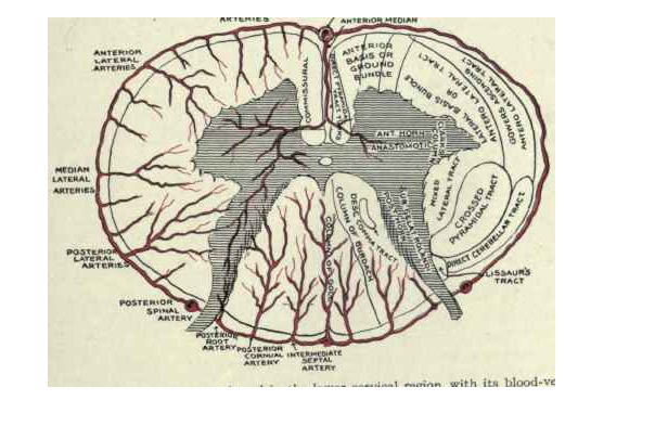 Spinal cord classnotes