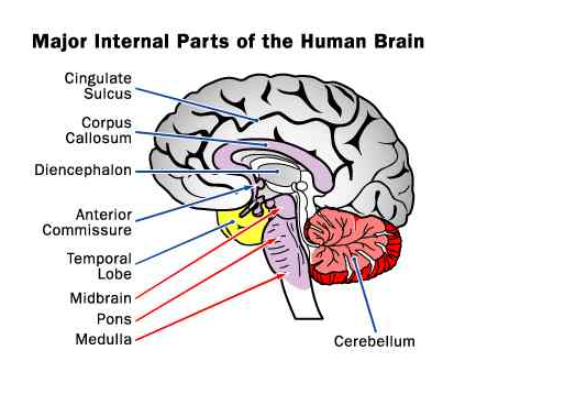 The Human Brain classnotes