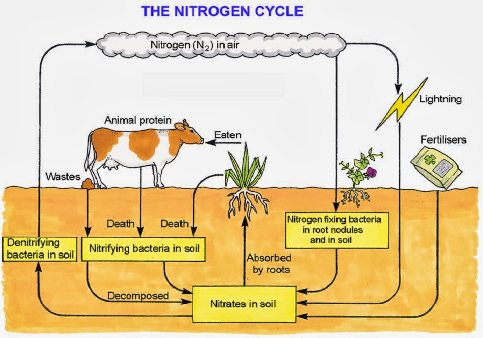 The Nitrogen Cycle Chemistry SS2
