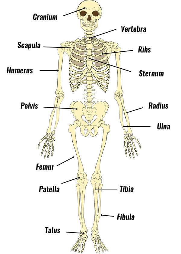 The human skeleton tissue system biology classnotesng