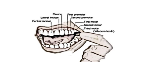 human Tooth structure 2