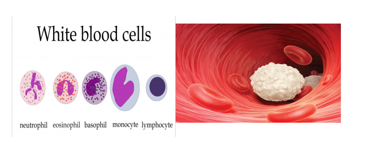 Welcome to Class ! !  We are eager to have you join us !!   In today’s Biology class, We will be learning about . We hope you enjoy the class!