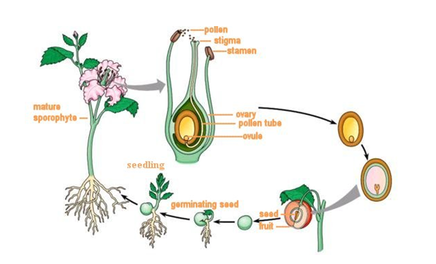 ZYGOTE IN PLANTS ClassNotes