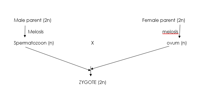 zygote