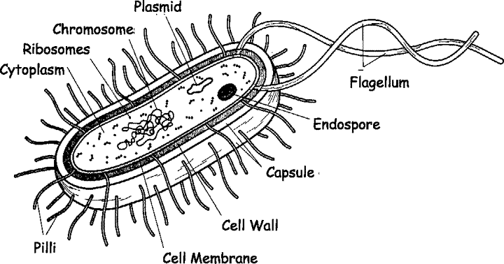 micro-organism classnotes.ng