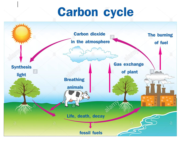 carbon Cycle