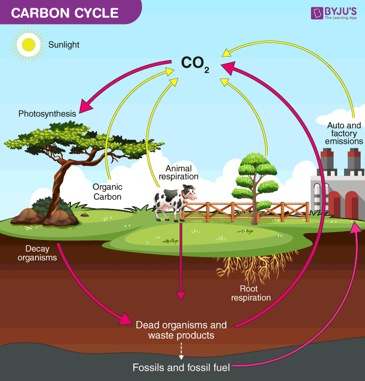 carbon-cycle classnotes.ng