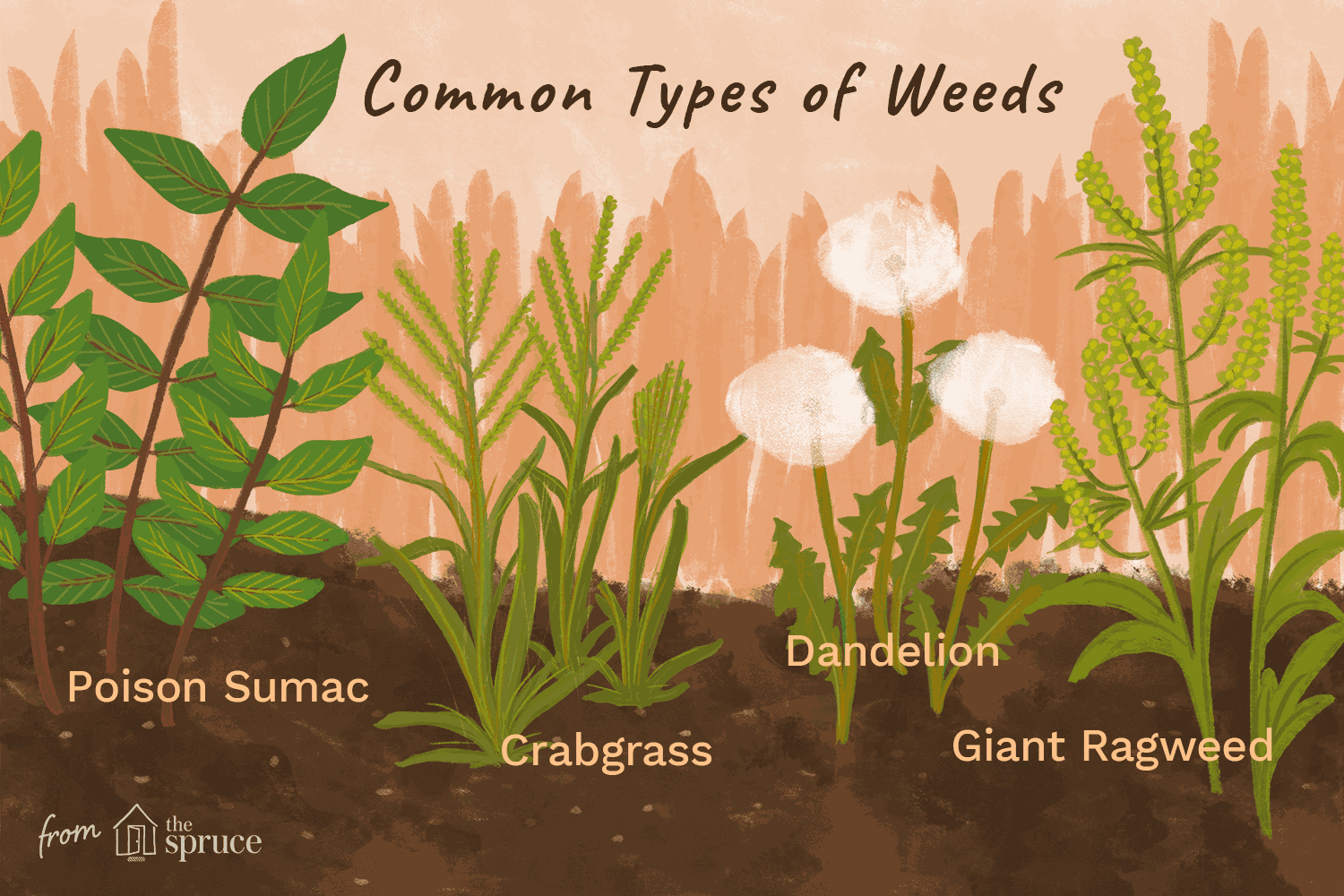 Weeds II Meaning, Types, Examples and Economic Importance ...