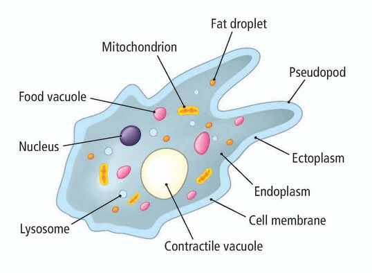 contractile vacuole excretion in lower organisms biology