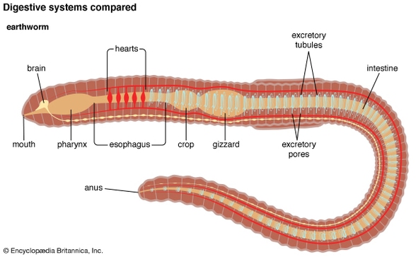 earthworm digestive system biology classnotesng