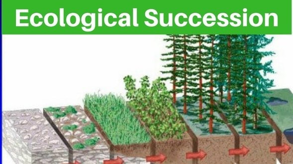 Ecological Succession ClassNotes ng