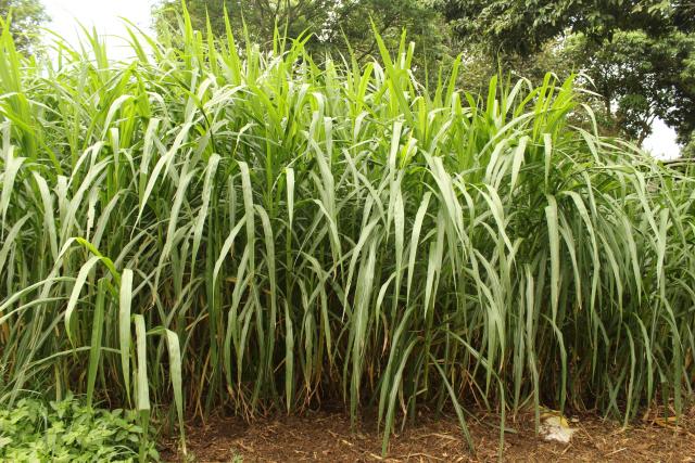 elephant_grass_common weeds in the farm agric science classnotesng