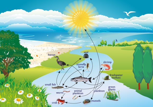 estaurine ecosystem habitat biology classnotesng