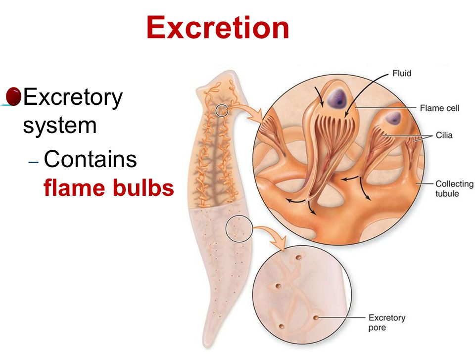 flame cells in worms excretion in lower organisms biology