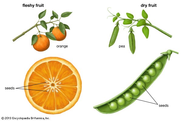 fleshy and dry fruits biology classnotesng