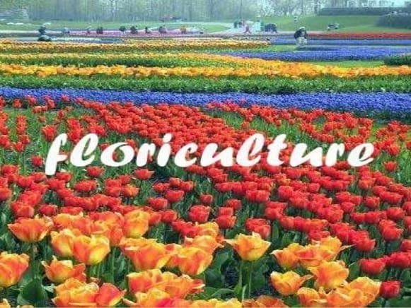 Floriculture - ClassNotes.ng